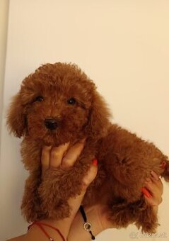 Toy Pudel