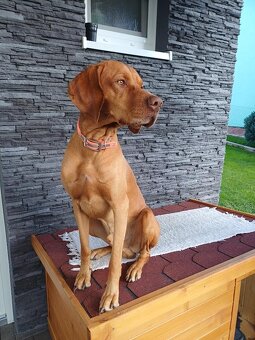 MADARSKA VYZLA-KRYTIE