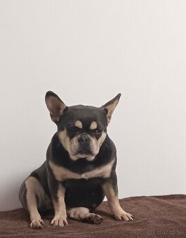 Francúzsky buldoček