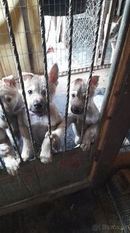 Československý Vlciak