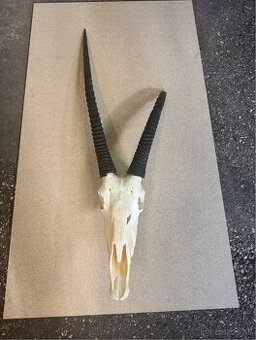 Preparát trofeje Oryx juhoafrický