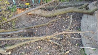 Darujem drevo z ovocných stromov