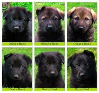 Nemecký ovčiak - šteniatka s PP