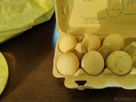 Predám nasadove vajíčka indický bezec