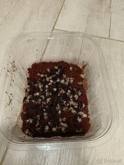 Africký slimák -Achatina žravá - Lissachatina fulica