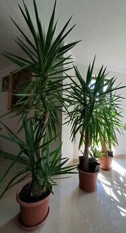 Predám rastlinu Juka obrovská (Yucca Elephantipes)