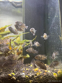 Amatitlania nigrofasciata