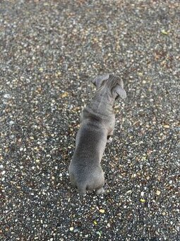 American Bully Standart
