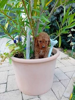 Maltipoo