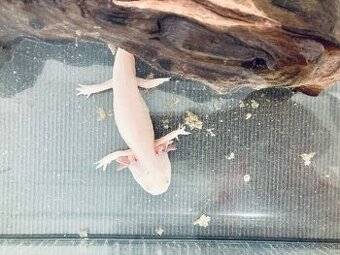 Axolotl s akváriom