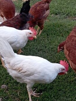 Vlaška jarabičia Leghorn Červeny dominánt