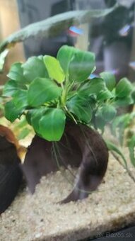 anubias nana