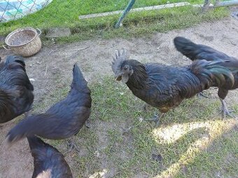 Ayam Cemani - 1