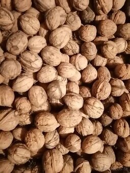 Vlašské orechy nelúpane