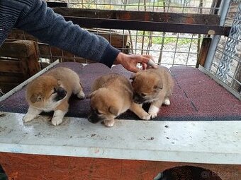 Šteniatka shiba inu