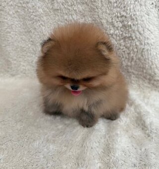 Pomeranian extra mini