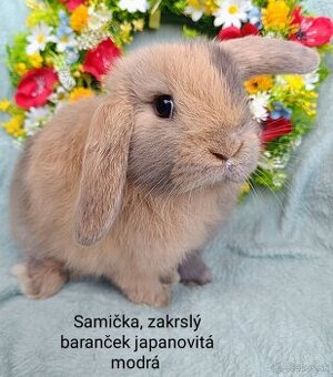 Zakrslý baranček s VP samička japanovitá modrá