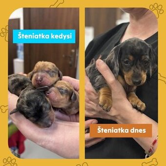 Šteniatko trpasličieho jazvečíka