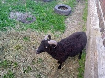 Mini baran
