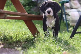 Nemecka doga s pp FCI