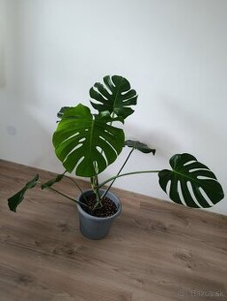 Monstera deliciosa