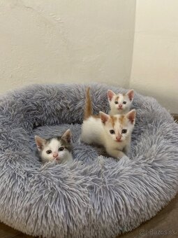 Rozkošné mačiatka hľadajú nový domov - darujem🐾