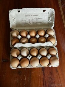 Vajcia slepačie