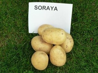Predám sadbové zemiaky Soraya