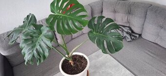 Monstera deliciosa
