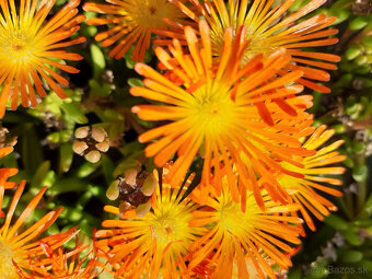 Delosperma
