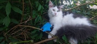 Mainska myvalia Mainne coon