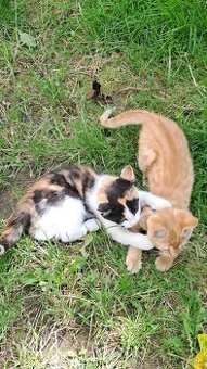 Maciatka do dobrych ruk