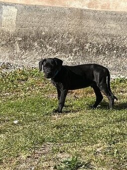 Darujeme psika za veterinarsky poplatok