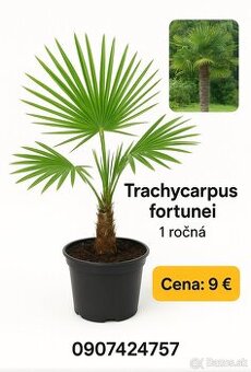 Mrazuvzdorné palmy Trachycarpus Fortunei - sadenice i