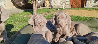 Weimarsky stavač - 1