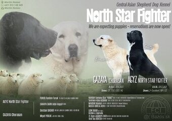 Stredoázijský ovčiak SAO