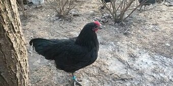 Predám kohútov Australorp