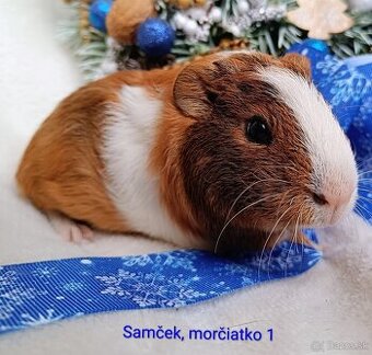 Morča/Morčiatka samček