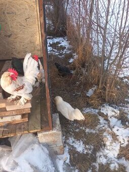 Predám kohúty milflerky ,holandanky