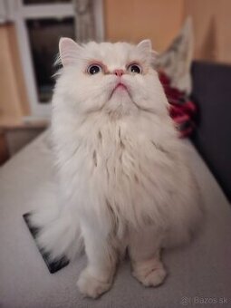 Darujem perskeho kocurika