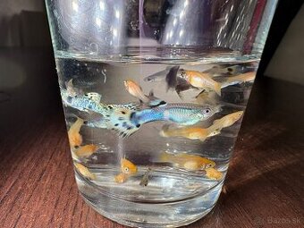 Gupky, molly, krevety