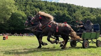 Pripúšťanie plemennými žrebcami