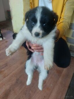 Dobrý deň  darujem dve fenky a jedného psa do dobrých rúk