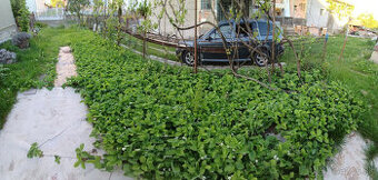 Sadenice Jahôd Košice a okolie