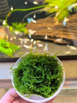 Christmas Moss /Mach