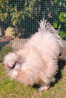 Predám kohútika frizzle hodvábnicky USA