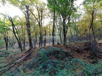 HALO reality - Predaj, pozemok 55017 m2 Hrušov, Les 'C