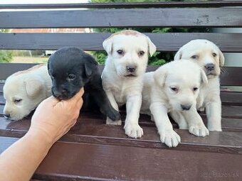 Labradorsky retriever