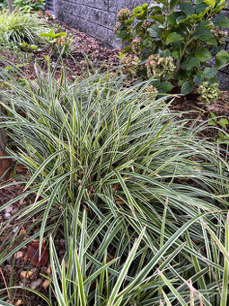 Carex morrowii ´Ice Dance´(okrasná tráva)