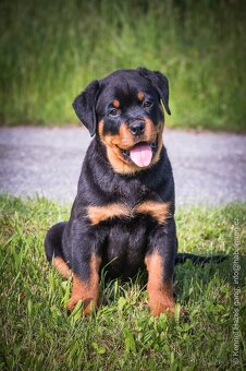Rotvajler, rottweiler, RTW, s PP